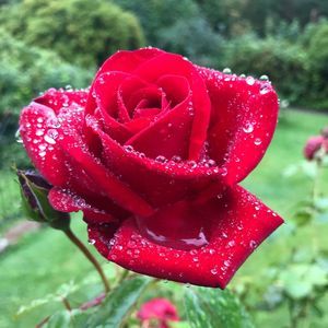 Meet your Posher, Colleen